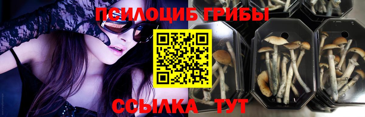 Псилоцибиновые грибы Cubensis  Вход с VPN  Железногорск 